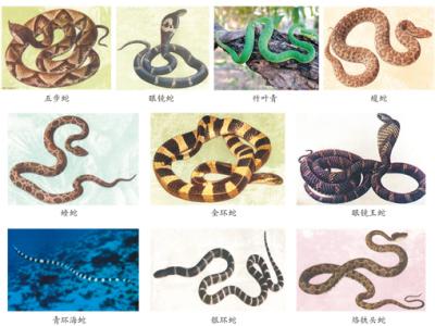 蛇咬、蟲蜇……如何應對常見動物傷害？