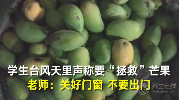 學(xué)生臺風(fēng)天里跑出來“拯救”芒果 臺風(fēng)也抵擋不了芒果美味的誘惑
