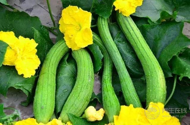 這種瓜可不止能當(dāng)洗碗布，吃它好處多多