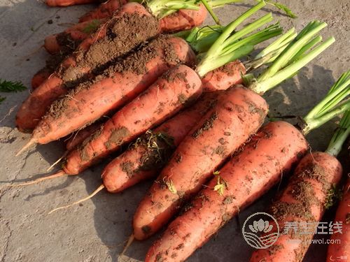 節后多吃3種食物,有助清光體內毒素 節后多吃3種食物,有助清光體內毒素