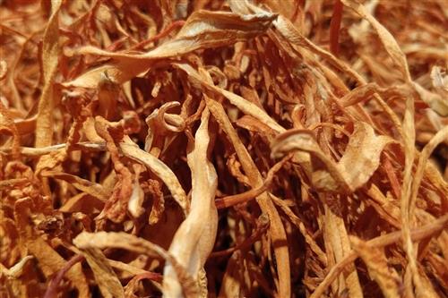 不同大小的蟲(chóng)草之間存在著哪些區(qū)別
