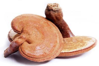 堅(jiān)持吃靈芝兩年時(shí)間身體會(huì)出現(xiàn)的變化