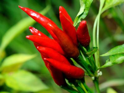 愛(ài)吃辣椒對(duì)身體健康會(huì)不會(huì)有害處