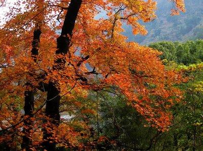 楓樹上面的楓樹果子有哪些藥用價(jià)值