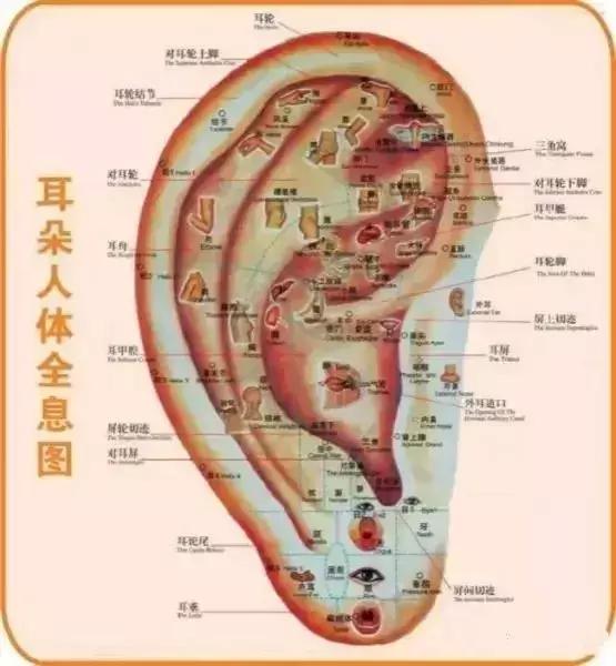 這一位置,拉的越大,腎就就越好,男人女人都合適-易網<a href=http://www.jjkd2019.cn/ target=_blank class=infotextkey>健康養生</a>網 這一位置,拉的越大,腎就就越好,男人女人都合適