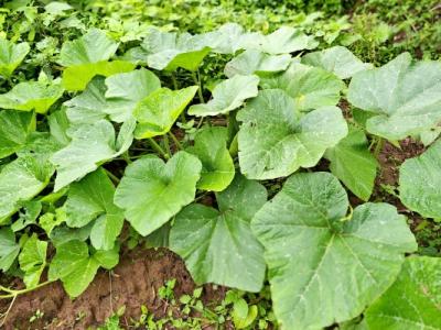 南瓜藤的功效與作用、禁忌和食用方法