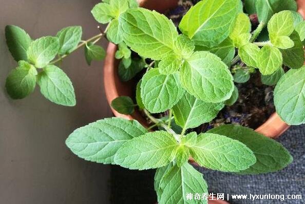 薄荷為什么是姨媽殺手，雖能緩解痛經但害處也是日積月累