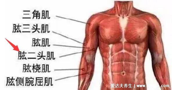 一頭肌是在什么部位圖片，肱二頭肌的下半部分(醫(yī)學(xué)上并不存在)