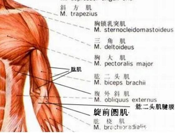 一頭肌是在什么部位圖片，肱二頭肌的下半部分(醫(yī)學(xué)上并不存在)