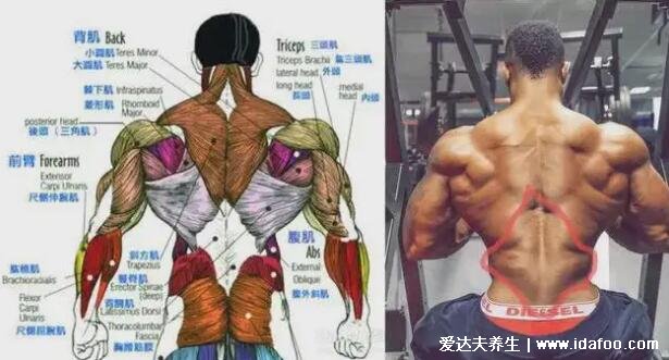 一頭肌是在什么部位圖片，肱二頭肌的下半部分(醫(yī)學(xué)上并不存在)