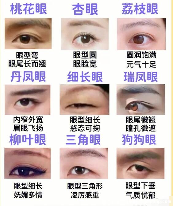 二十種眼形大全圖解，杏眼/狗狗眼/混血眼非常有特點