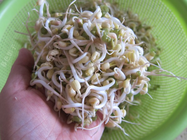自家發(fā)的綠豆芽的做法-家常味炒菜譜-易網(wǎng)健康養(yǎng)生網(wǎng) 自家發(fā)的綠豆芽的做法-家常味炒菜譜