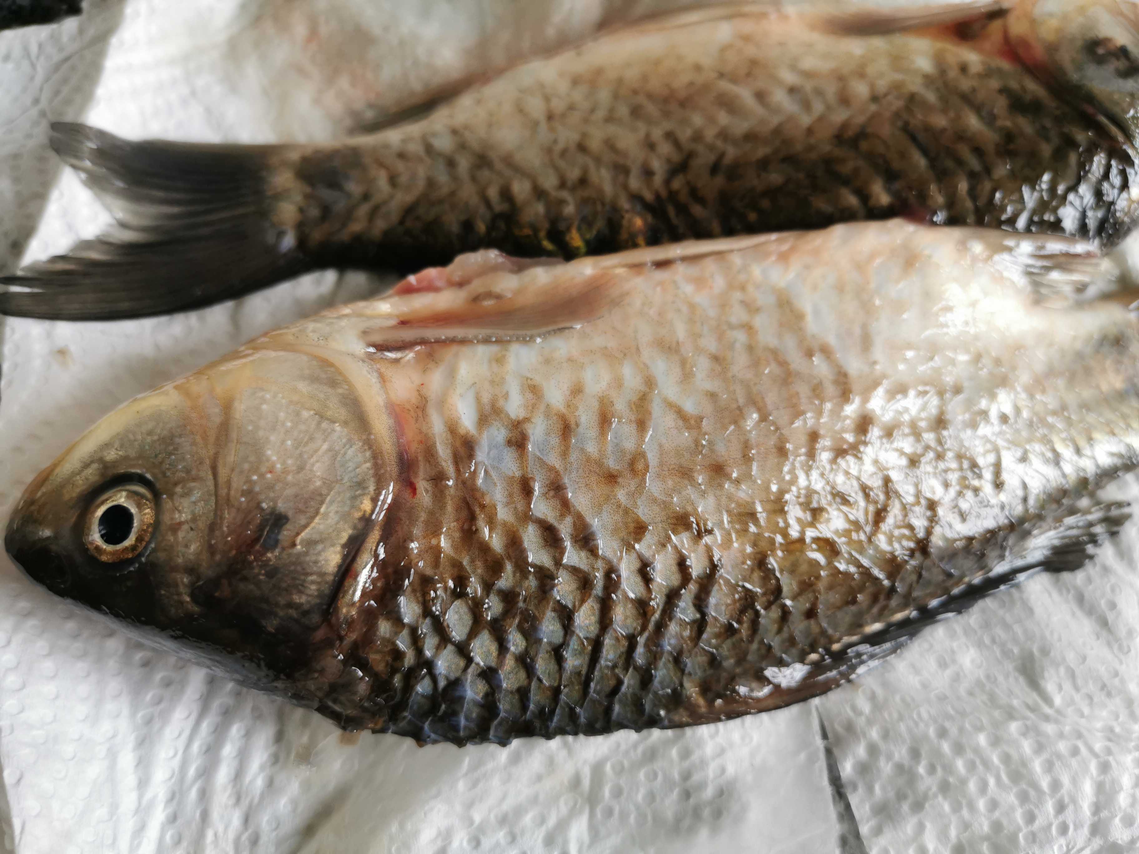 鯽魚豆腐湯的做法-家常味燉菜譜-易網健康養生網 鯽魚豆腐湯的做法-家常味燉菜譜