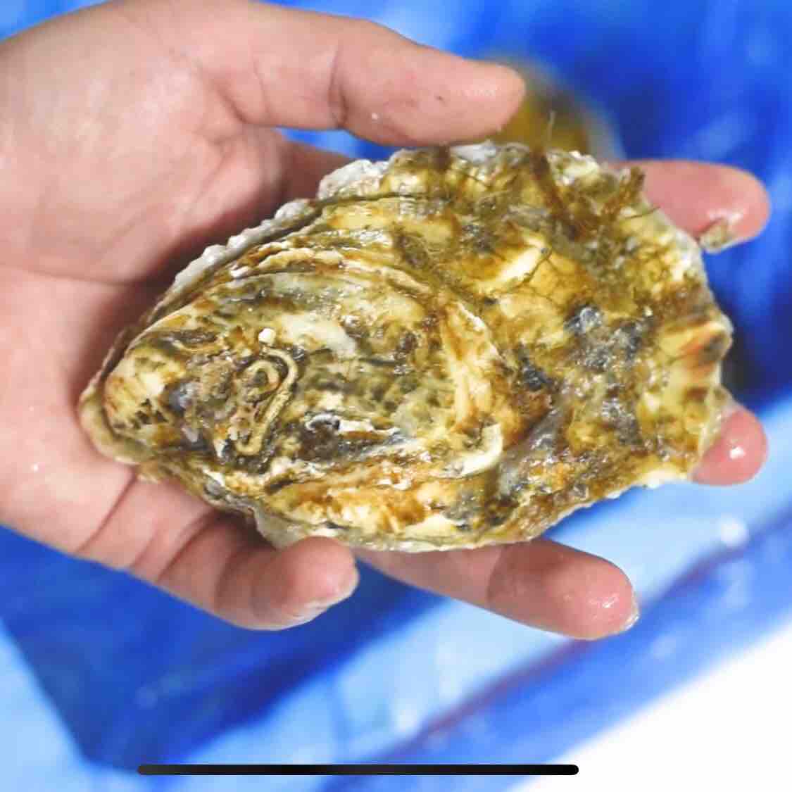 烤箱烤生蠔的做法-香辣味烤菜譜-易網<a href=http://www.jjkd2019.cn/ target=_blank class=infotextkey>健康養生</a>網 烤箱烤生蠔的做法-香辣味烤菜譜