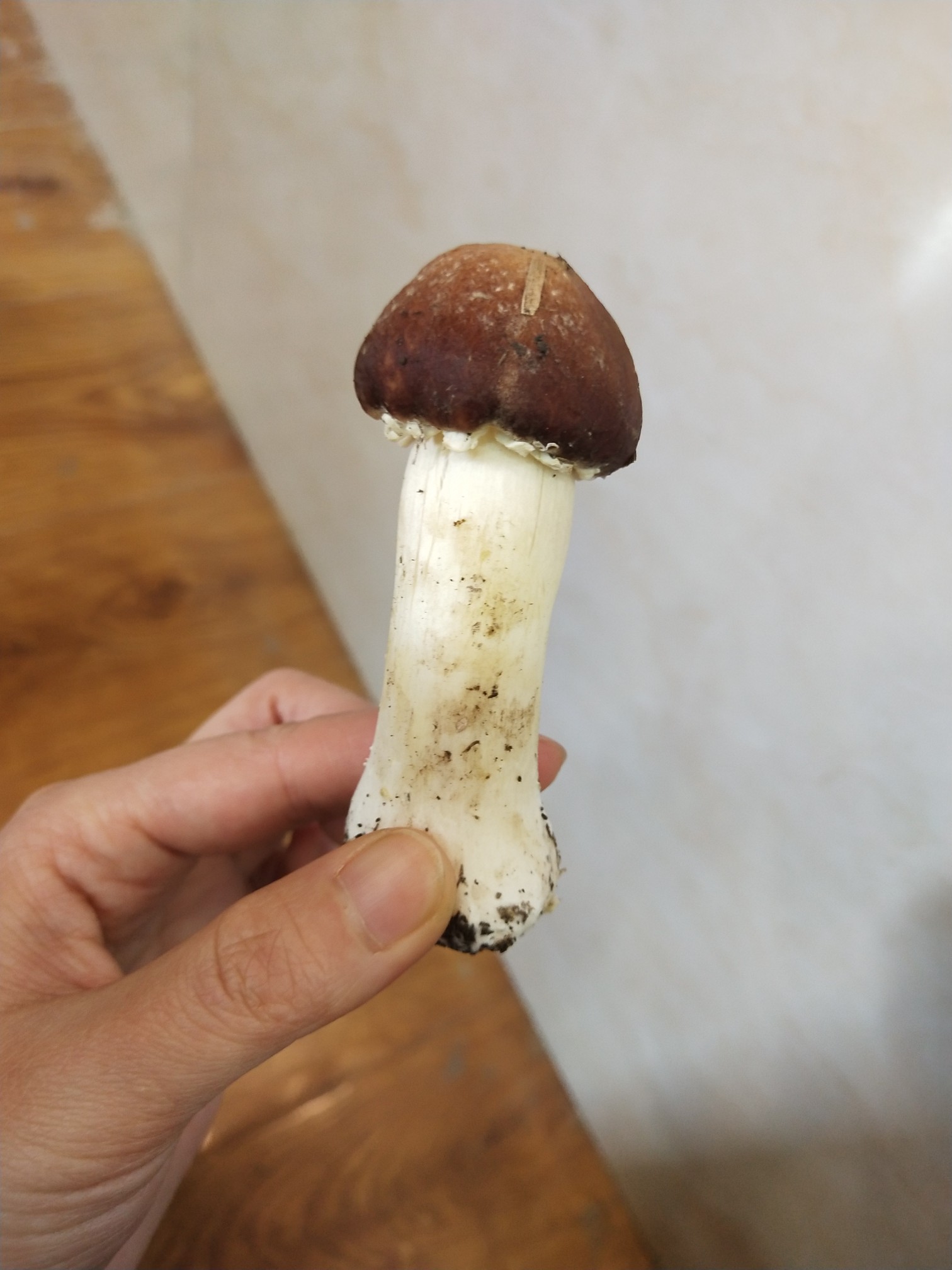 姬松茸火鍋的做法-咸鮮味煮菜譜