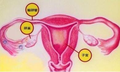 怎樣保養卵巢和子宮？日常注意這些事