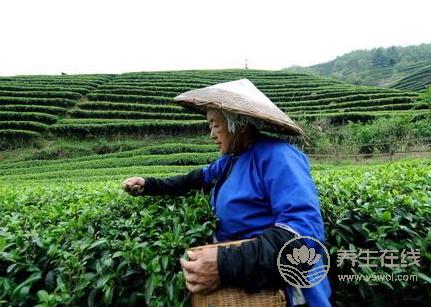 清明茶什么時(shí)候采?喝清明茶有哪些好處 清明茶什么時(shí)候采?喝清明茶有哪些好處