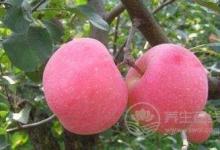 養(yǎng)生飲食就一定要清淡嗎？夏季養(yǎng)生可以這樣吃！