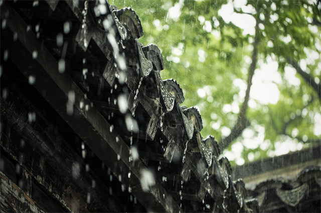 春天容易濕氣重，喝什么茶可以除濕？