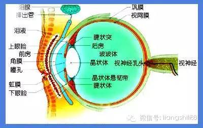 眼睛的視路包括哪幾部分？