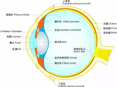 視力越來越差？關(guān)于護(hù)眼防近視的六大誤區(qū)，你中招了么？