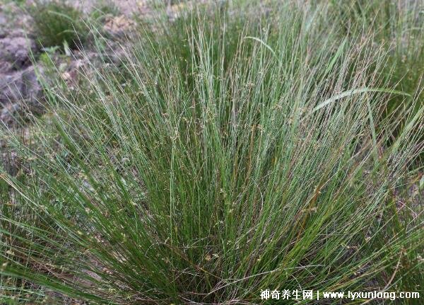 燈心草的毒性很大圖片，有較強(qiáng)腎毒性誤食會(huì)中毒(燈芯草)
