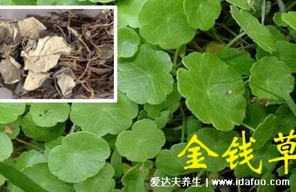 4種化結(jié)石的草藥，金錢草是最常用的排石藥(腎結(jié)石疼痛部位圖)